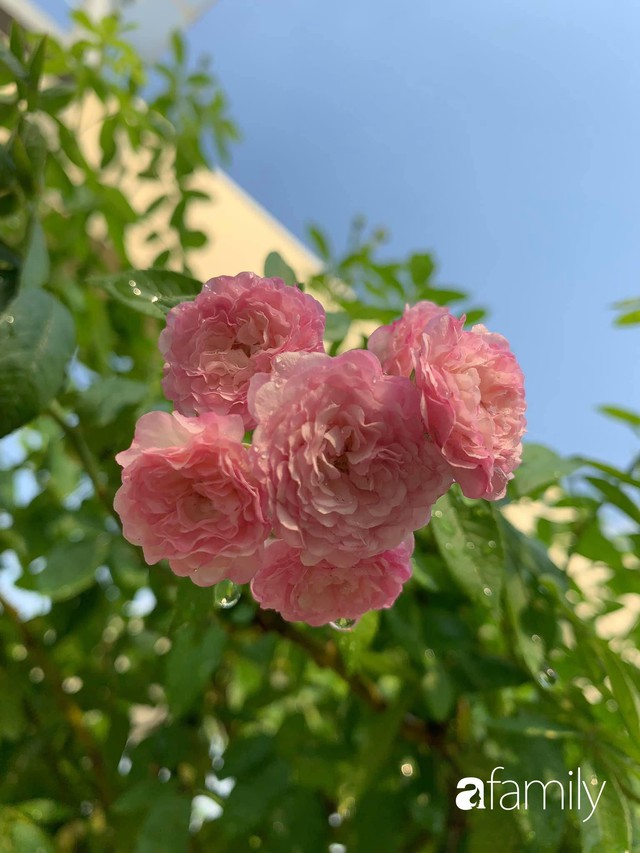 Lạc lối khi bước vào vườn hồng trên sân thượng của bà mẹ hai con ở TP. HCM - Ảnh 21.