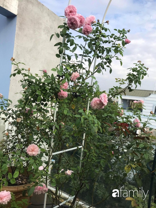 Lạc lối khi bước vào vườn hồng trên sân thượng của bà mẹ hai con ở TP. HCM - Ảnh 33.