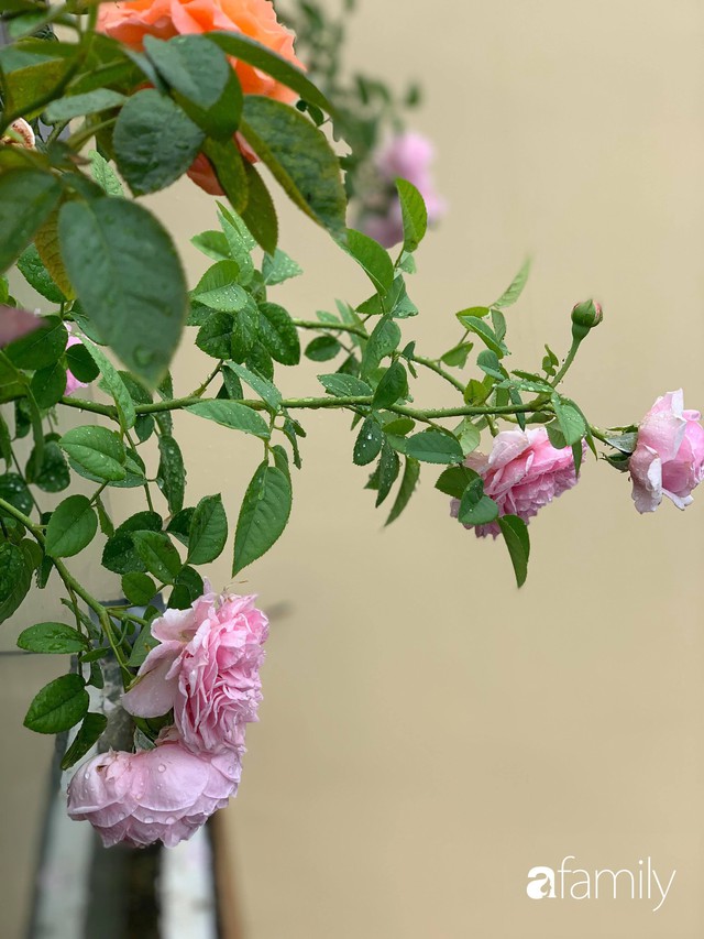 Lạc lối khi bước vào vườn hồng trên sân thượng của bà mẹ hai con ở TP. HCM - Ảnh 36.
