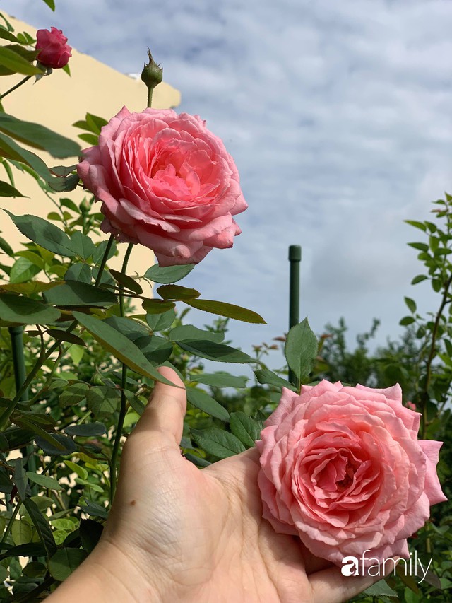 Lạc lối khi bước vào vườn hồng trên sân thượng của bà mẹ hai con ở TP. HCM - Ảnh 9.