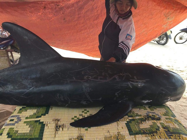 Hà Tĩnh: Giải cứu cá voi nặng hơn 150kg mắc kẹt về với biển - Ảnh 1.