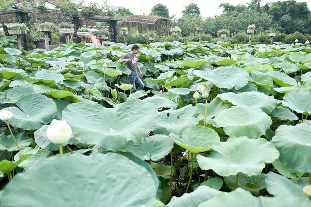 Chàng trai 8x bỏ công việc ngàn đô và hành trình đi tìm hoa sen “bất tử” - Ảnh 4.