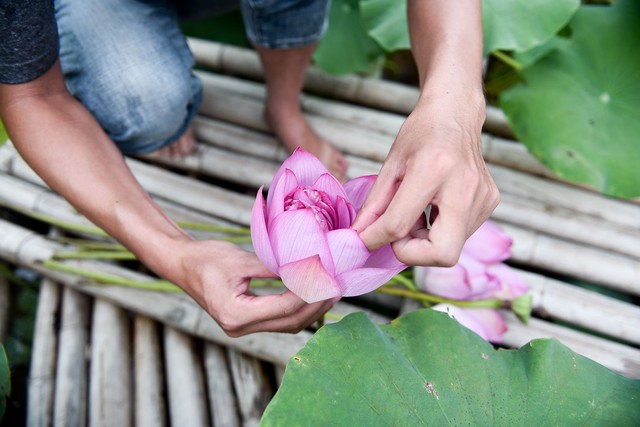 Chàng trai 8x bỏ công việc ngàn đô và hành trình đi tìm hoa sen “bất tử” - Ảnh 6.