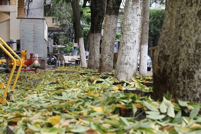 Hà Nội: Hàng sưa cổ thụ bất ngờ rụng lá, nghi bị đầu độc - Ảnh 4.