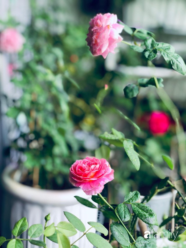 Từ khoảng ban công trống trơn, mẹ trẻ khéo tay decor thành khu vườn xanh ngập tràn hoa hồng ở TP. HCM - Ảnh 16.