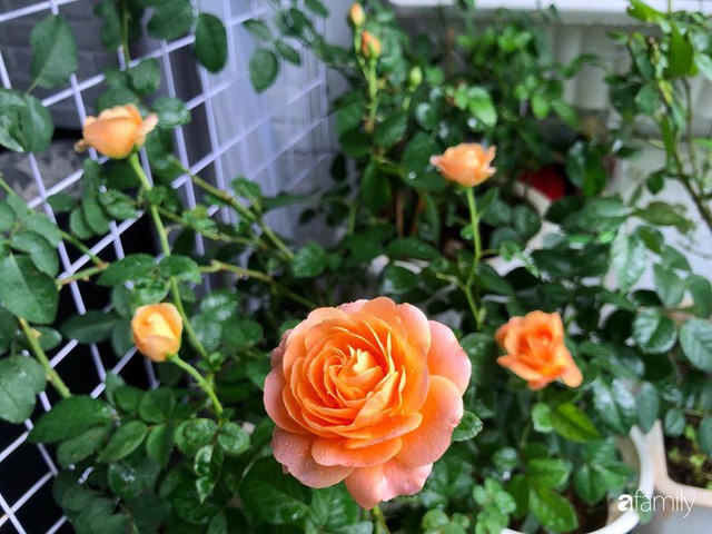 Từ khoảng ban công trống trơn, mẹ trẻ khéo tay decor thành khu vườn xanh ngập tràn hoa hồng ở TP. HCM - Ảnh 18.