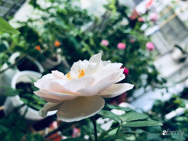 Từ khoảng ban công trống trơn, mẹ trẻ khéo tay decor thành khu vườn xanh ngập tràn hoa hồng ở TP. HCM - Ảnh 19.