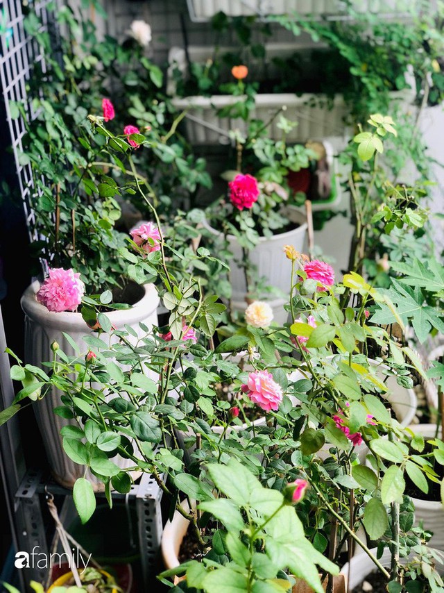 Từ khoảng ban công trống trơn, mẹ trẻ khéo tay decor thành khu vườn xanh ngập tràn hoa hồng ở TP. HCM - Ảnh 3.