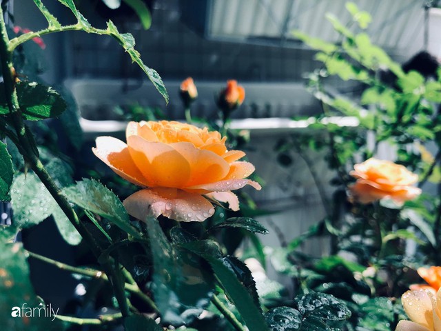 Từ khoảng ban công trống trơn, mẹ trẻ khéo tay decor thành khu vườn xanh ngập tràn hoa hồng ở TP. HCM - Ảnh 23.