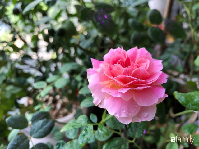 Từ khoảng ban công trống trơn, mẹ trẻ khéo tay decor thành khu vườn xanh ngập tràn hoa hồng ở TP. HCM - Ảnh 25.