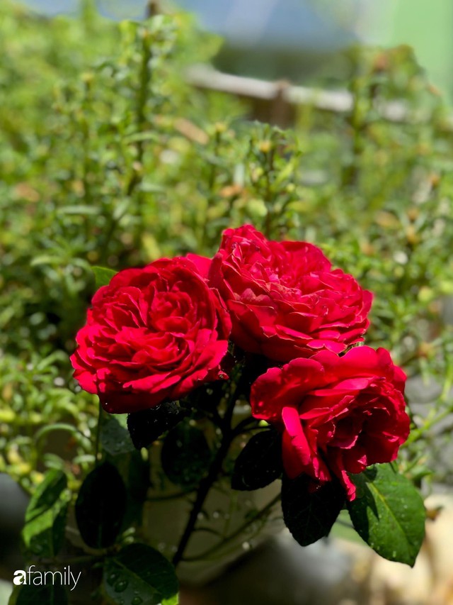Từ khoảng ban công trống trơn, mẹ trẻ khéo tay decor thành khu vườn xanh ngập tràn hoa hồng ở TP. HCM - Ảnh 27.