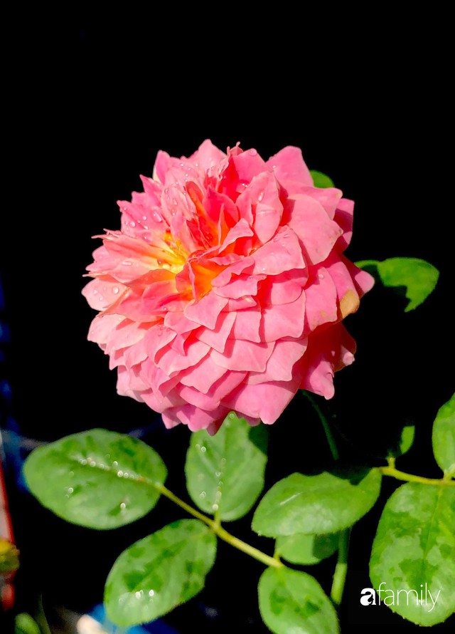 Từ khoảng ban công trống trơn, mẹ trẻ khéo tay decor thành khu vườn xanh ngập tràn hoa hồng ở TP. HCM - Ảnh 30.