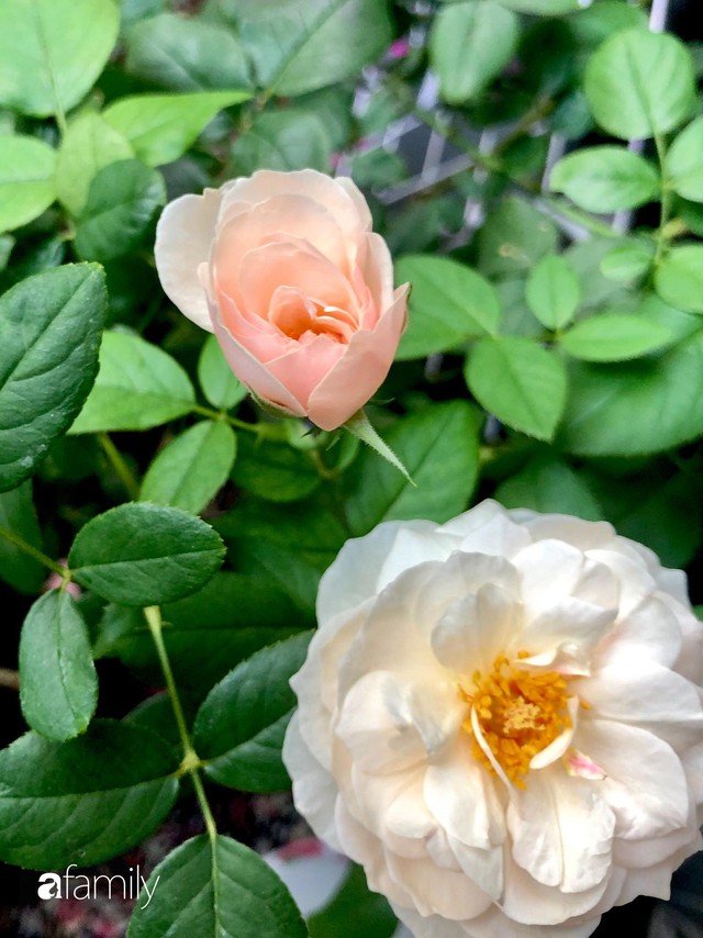Từ khoảng ban công trống trơn, mẹ trẻ khéo tay decor thành khu vườn xanh ngập tràn hoa hồng ở TP. HCM - Ảnh 32.