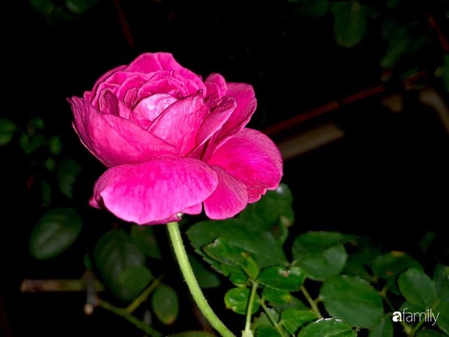 Từ khoảng ban công trống trơn, mẹ trẻ khéo tay decor thành khu vườn xanh ngập tràn hoa hồng ở TP. HCM - Ảnh 9.