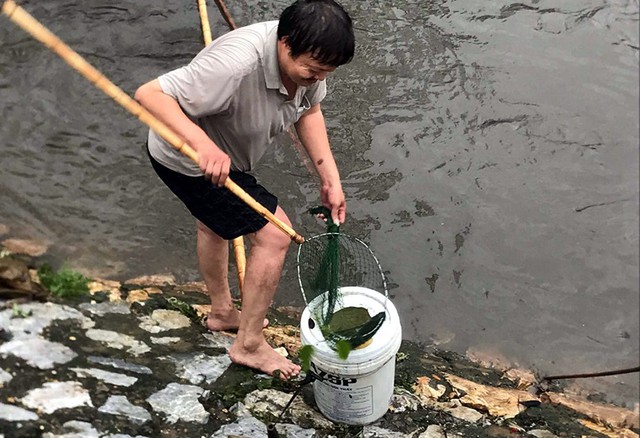 Sau mưa ngập, người Thủ đô hào hứng bắt hàng tấn cá dưới sông Kim Ngưu - Ảnh 1.