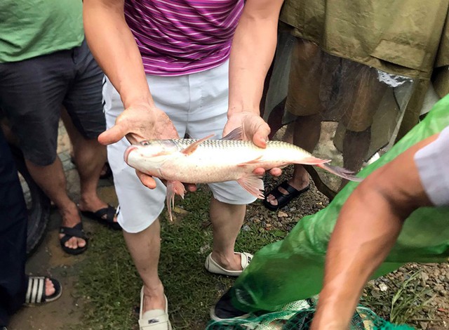 Sau mưa ngập, người Thủ đô hào hứng bắt hàng tấn cá dưới sông Kim Ngưu - Ảnh 9.
