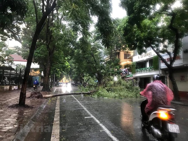 Nhiều cây xanh ở nhiều tỉnh thành bị quật đổ do bão số 3, trời tiếp tục mưa lớn - Ảnh 7.
