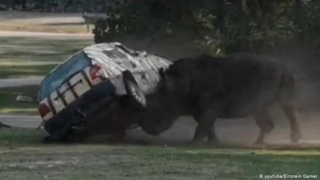Khoảnh khắc kinh hoàng: Tê giác tức giận hất tung xe hơi 3 lần ở Đức  - Ảnh 2.