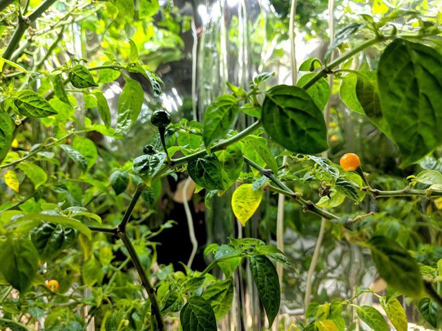 Tò mò loại ớt mọc hoang chỉ bé bằng hạt đậu nhưng lại có giá hơn nửa tỷ đồng/1kg - Ảnh 8. Tò mò loại ớt mọc hoang chỉ bé bằng hạt đậu nhưng lại có giá hơn nửa tỷ đồng/1kg - Ảnh 8.