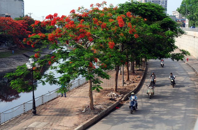 Cây phượng đổ làm chết người ở Hà Nội: Nỗi lo nơm nớp mùa mưa bão - Ảnh 1.