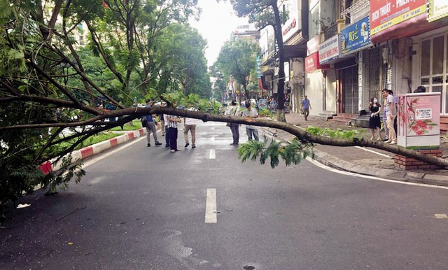Cây phượng đổ làm chết người ở Hà Nội: Nỗi lo nơm nớp mùa mưa bão - Ảnh 2.