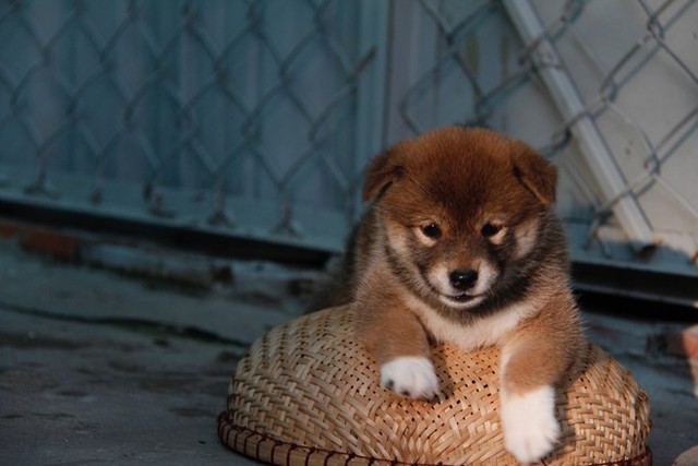 Giống chó Shiba được chọn đóng cậu Vàng: Ăn cá hồi, ngủ điều hòa, giá nghìn USD - Ảnh 8.
