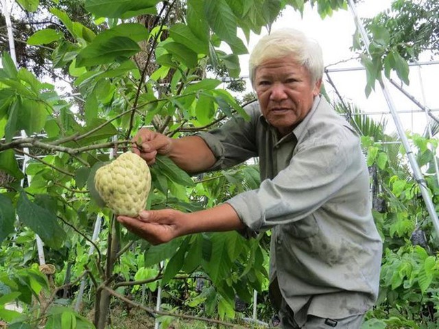 Lão nông kiếm bộn tiền với vườn mãng cầu dai cho trái khổng lồ - Ảnh 1.