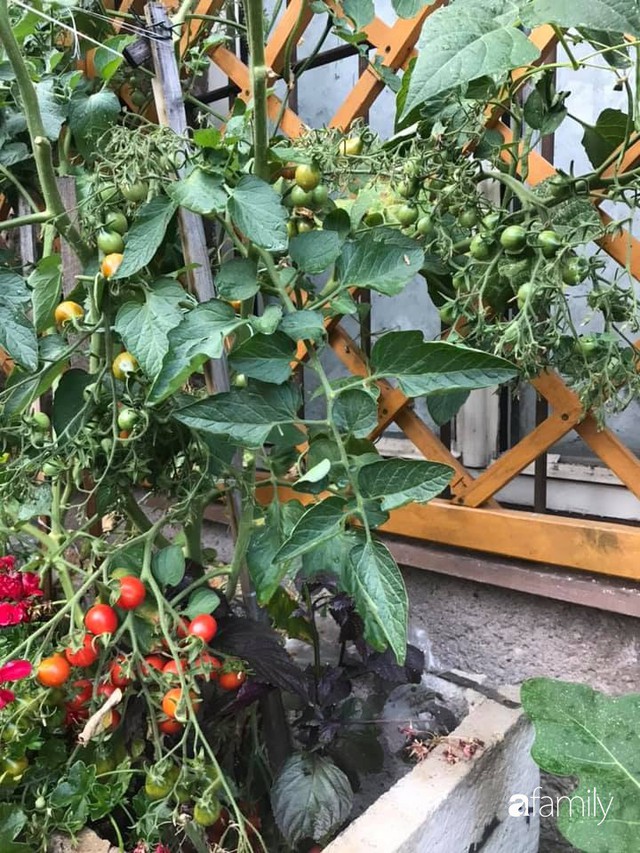 Mẹ đảm ở Czech cải tạo sân bê tông thành khu vườn với bạt ngàn rau củ quả Việt tươi tốt - Ảnh 16.