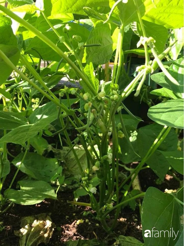Mẹ đảm ở Czech cải tạo sân bê tông thành khu vườn với bạt ngàn rau củ quả Việt tươi tốt - Ảnh 22.