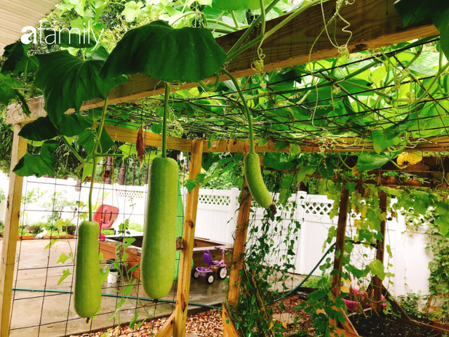 Khu vườn xanh um trĩu các loại rau, củ, quả Việt của bà mẹ đảm ở Mỹ - Ảnh 1.