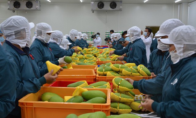 6 loại trái cây tươi ở Việt Nam đã được xuất khẩu thành công với giá bán khó tin - Ảnh 11.