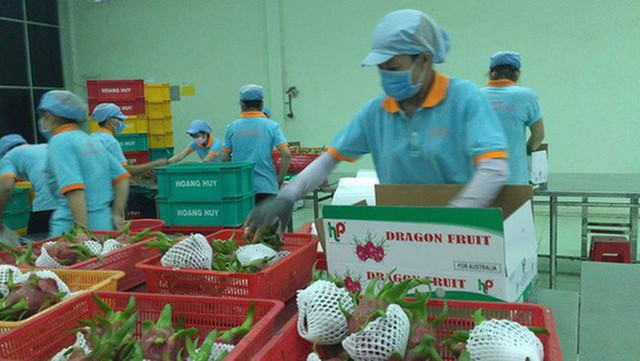 6 loại trái cây tươi ở Việt Nam đã được xuất khẩu thành công với giá bán khó tin - Ảnh 5.