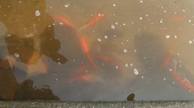 Hàng trăm con cá chép Nhật Bản bơi tung tăng, sống khỏe dưới sông Tô Lịch - Ảnh 5.