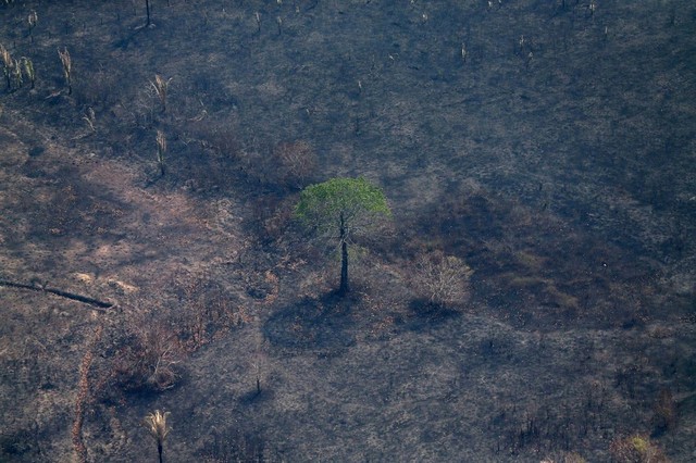 Ngoài Tổng thống Brazil, đằng sau còn một người gây ra vụ cháy rừng Amazon - Ảnh 1.