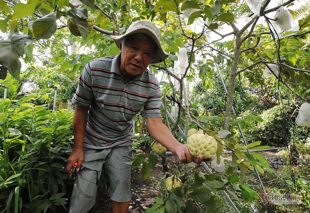 Vét hết vàng mua cây na trái siêu to khổng lồ nặng 1,5kg - Ảnh 2.