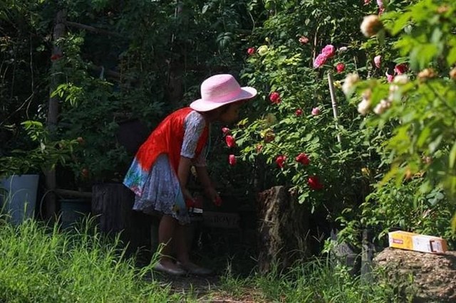 Chàng họa sĩ trồng hơn 1.000 gốc hồng trong vườn để lấy cảm hứng vẽ tranh - Ảnh 12.