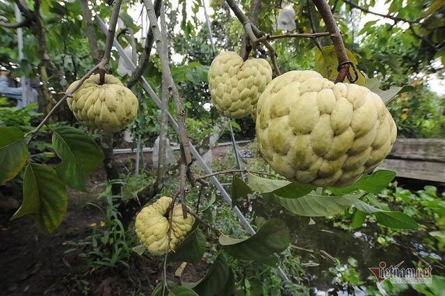 Vét hết vàng mua cây na trái siêu to khổng lồ nặng 1,5kg - Ảnh 3.