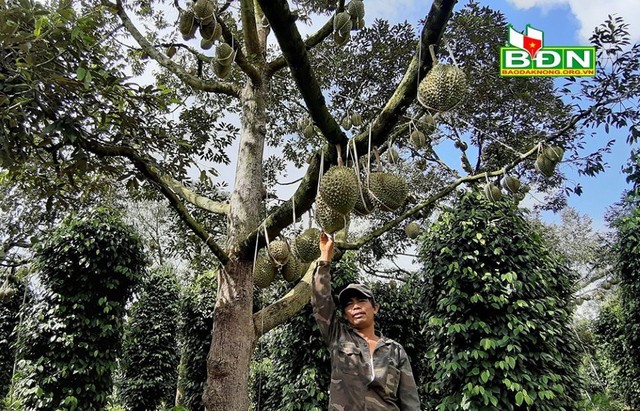 Chuyện lạ Đắk Nông, 36 cây sầu riêng thu 500 triệu đồng - Ảnh 4.