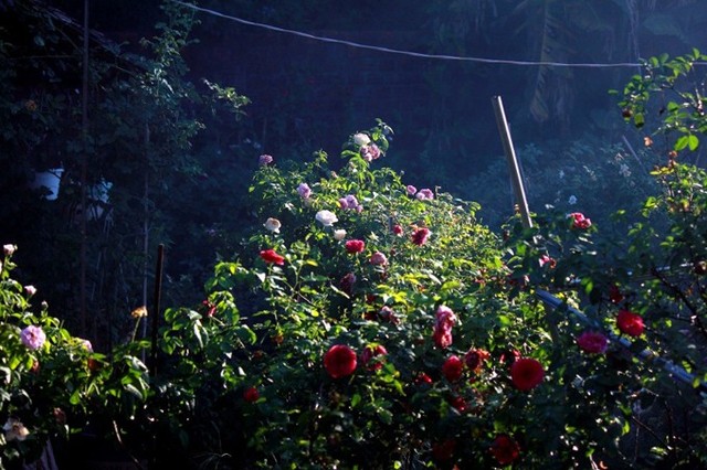 Chàng họa sĩ trồng hơn 1.000 gốc hồng trong vườn để lấy cảm hứng vẽ tranh - Ảnh 4.