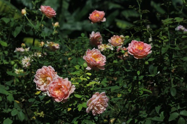 Chàng họa sĩ trồng hơn 1.000 gốc hồng trong vườn để lấy cảm hứng vẽ tranh - Ảnh 6.