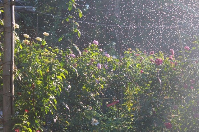 Chàng họa sĩ trồng hơn 1.000 gốc hồng trong vườn để lấy cảm hứng vẽ tranh - Ảnh 7.