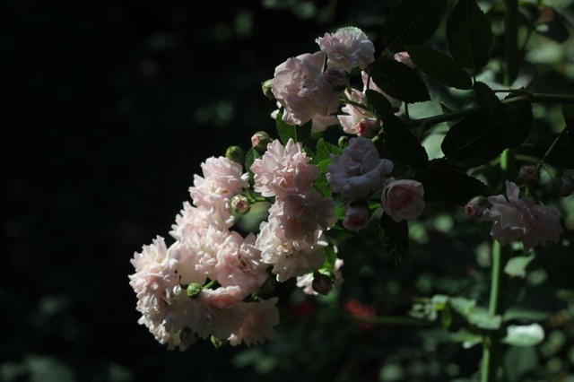 Chàng họa sĩ trồng hơn 1.000 gốc hồng trong vườn để lấy cảm hứng vẽ tranh - Ảnh 8.