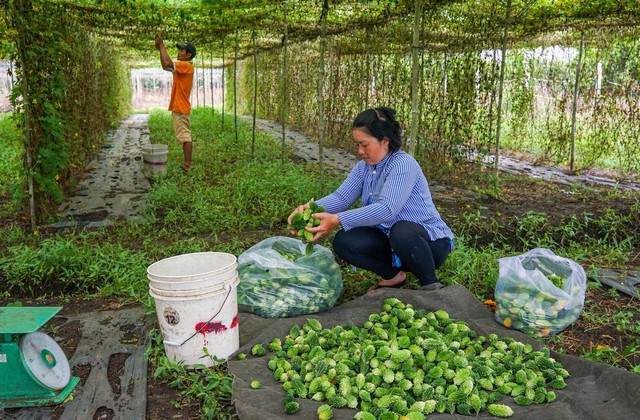 Nông dân trồng khổ qua rừng kiếm 400 triệu đồng mỗi năm - Ảnh 1.