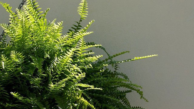 Bạn khỏi cần sợ không khí ô nhiễm khi biết trồng 1 trong 15 loại cây này trong nhà - Ảnh 1.