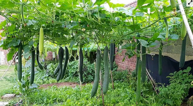 Gia đình Việt làm vườn - ao - chuồng tại Đức - Ảnh 3. Gia đình Việt làm vườn - ao - chuồng tại Đức - Ảnh 3.
