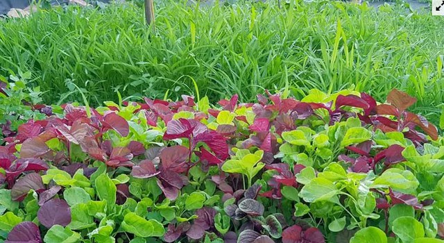 Gia đình Việt làm vườn - ao - chuồng tại Đức - Ảnh 6. Gia đình Việt làm vườn - ao - chuồng tại Đức - Ảnh 6.
