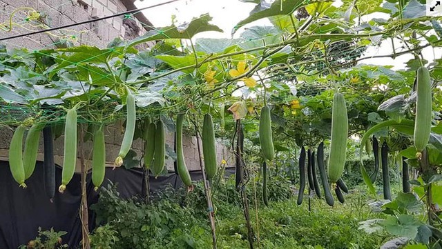 Gia đình Việt làm vườn - ao - chuồng tại Đức - Ảnh 7. Gia đình Việt làm vườn - ao - chuồng tại Đức - Ảnh 7.