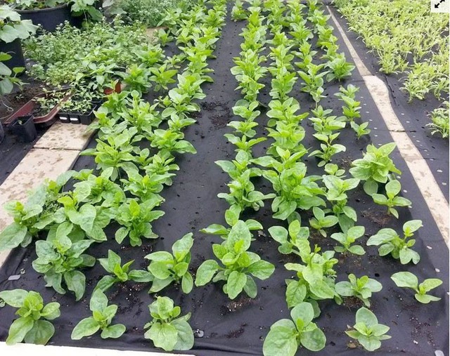 Gia đình Việt làm vườn - ao - chuồng tại Đức - Ảnh 8. Gia đình Việt làm vườn - ao - chuồng tại Đức - Ảnh 8.