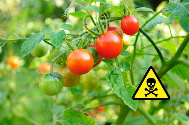 9 tác dụng phụ khi ăn quá nhiều cà chua, điều số 8 nguy hiểm nhất có thể mất mạng  - Ảnh 11.