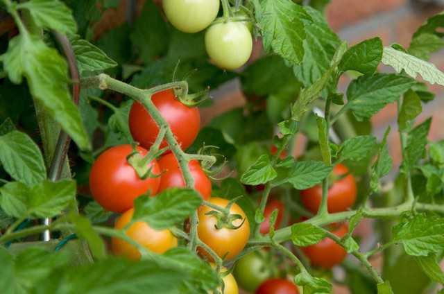 9 tác dụng phụ khi ăn quá nhiều cà chua, điều số 8 nguy hiểm nhất có thể mất mạng  - Ảnh 12.